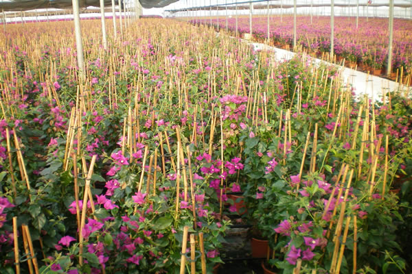 Producción Bougainvillea Alexandra.