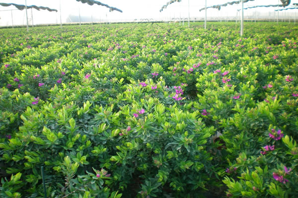 Polygala Myrtifolia.
