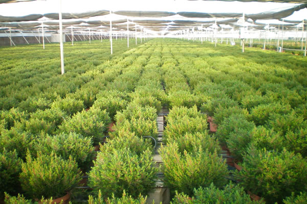 Producción de Flor de Cera.