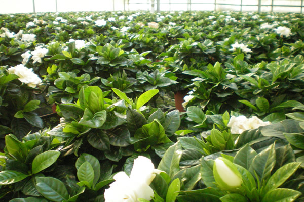 Producción de Gardenia