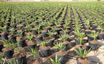 Vista panorámica del cultivo de Trachycarpus fortunei en el vivero de
El Altet.