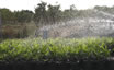 Las condiciones climatológicas son óptimas para el cultivo de
palmáceas.